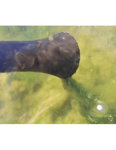 boquilla para algas filamentosas